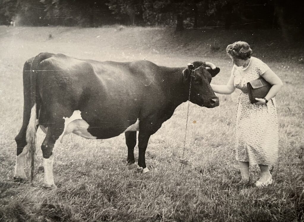 Kobieta w sukience z torebką w dłoni głaszcząca krowę