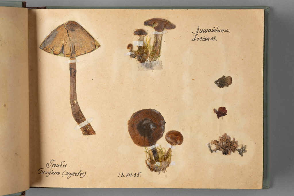 Card from the herbarium showing mushrooms of Workuta