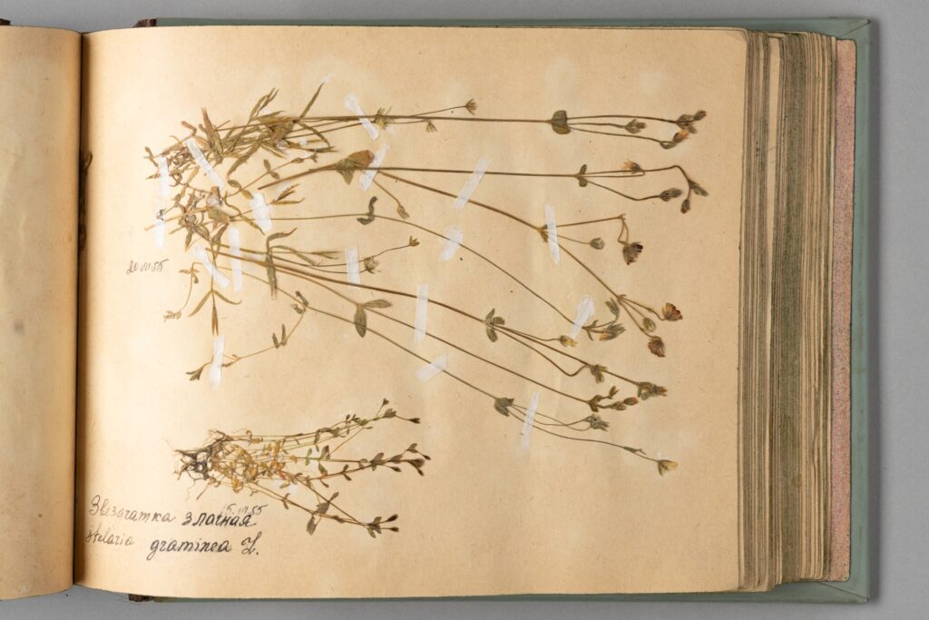 Dried plants in the herbarium