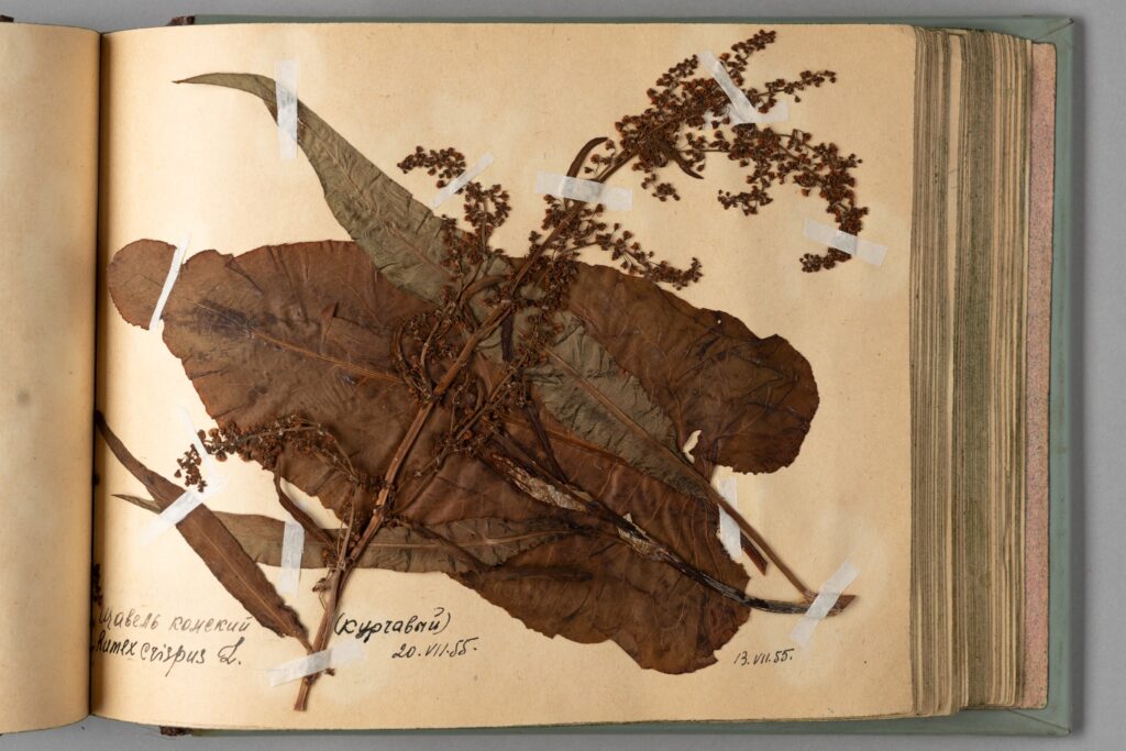 Dried plants in the herbarium
